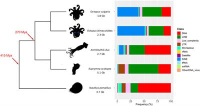 Repeat Age Decomposition Informs an Ancient Set of Repeats Associated With Coleoid Cephalopod Divergence